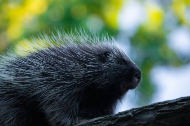 Erethizontidae, Kuzey Amerika kirpisi, ağaçların ve dalların üzerinden tırmanıyor. Kuzey Amerika, ABD ve Kanada 'da yaşıyor. Berlin hayvanat bahçesi