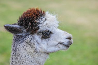 Çiftlikte mavi gözlü şirin Alpaca. Güney Amerika Camelid 'inin güzel ve komik hayvanları (Vicugna pacos).