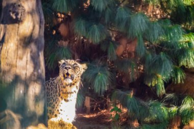 Pers leoparı (Panthera pardus saxicolor) Avrupa hayvanat bahçesinde iyi koşullarda. Geniş kaplama ve bol yeşillik.