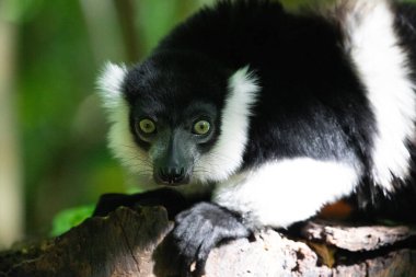Siyah beyaz yakalı Lemur şirin bir hayvan. Canlı bir doğa geçmişi var. Berlin Hayvanat Bahçesi 'nde nadir görülen bir koruma ve bakım konsepti