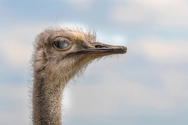 Боковой вид страуса с длинной шеей и клювом, смотрящего на зеленый фон при дневном свете