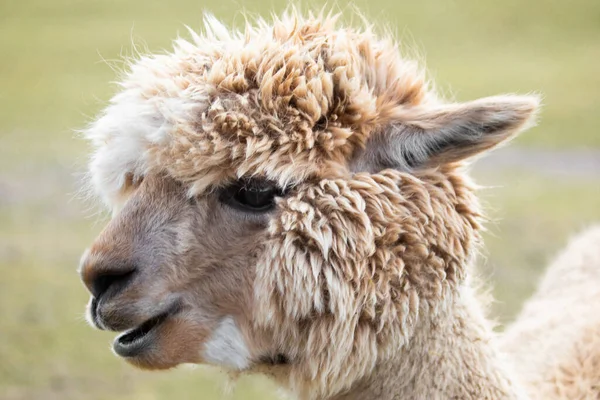 Funny Beige Alpaca Looking Very Close Camera Stock Picture