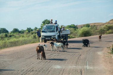 Antsirabe, Madagaskar 19 Ekim 2023. Morondava 'dan Antsirabe' ye boş otlaklar ve Madagaskar 'ın ortasındaki köy boyunca. Yoldaki keçi sürüsü