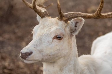 Yavru geyik sürüsü vahşi doğada otlar. Seçici odaklanma. Boynuzlu beyaz erkek geyik.