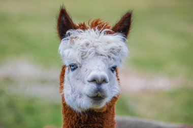 Parlak mavi gözlü alpaka detaylı bir şekilde kamera portresine bakıyor. Doğa çiftlik hayvanları canlı bir arka plan.