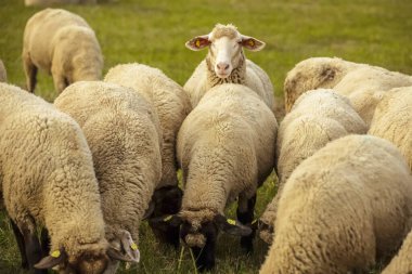 Büyük safkan koyun sürüsü çayırda otluyor.