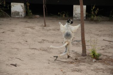 Kirindy Park 'ta Verreaux' nun sifakası. Madagaskar Adası faunasında siyah kafalı beyaz sifaka. Büyük gözlü sevimli ve meraklı bir primat. Ünlü sifaka dansçısı..