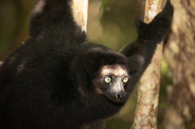 Lemur Indri indri, babakoto Madagaskar 'dan en büyük siyah beyaz lemur. Arkadan ışıklandırılmış yağmur ormanı arka planı, yakın plan, seçici odaklı delici mavi gözlü sevimli hayvan. Palmarium Park Oteli