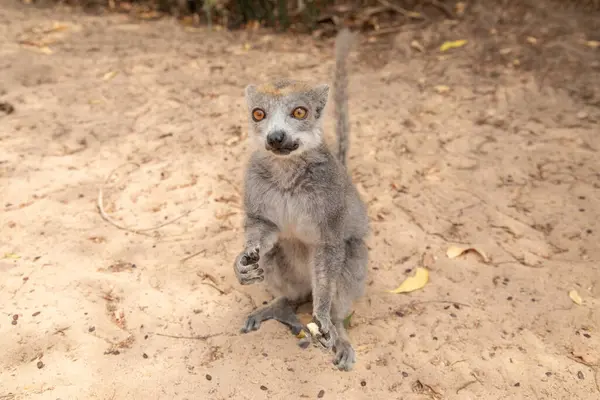 Madagaskar 'da doğal ortamında taçlandırılmış yetişkin bir dişi lemurun portresi.