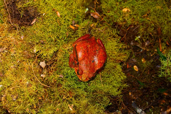 (Dyscophus Antongilii) in nature, Orange Madagascar tomato frog, Dyscophus antongilii, walking over the ground. large red-orange frog on a background of moss in the wild