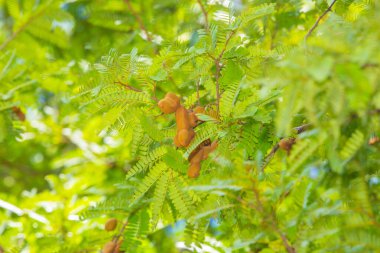 Güzel demirhindi ve ağaç yaprağı. Çiğ demirhindi meyvesi bahçedeki demirhindi ağacına asılır Sri Lanka 'da doğal arka planda yakın plan çekimiyle.