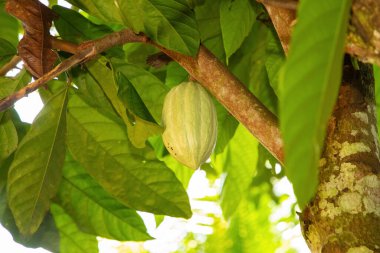 Yeşil kakao kabukları ağaçta yetişir. (Theobroma kakao) Sri Lanka 'daki meyve bahçesi ile