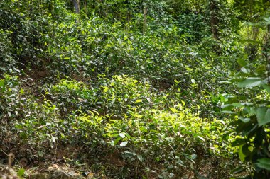 Sri Lanka 'daki yüksek dağ çay tarlası. Olgun yeşil yapraklar çalıların üzerinde, hasat için hazır. Bu tür çaylar özellikle değerli ve lezzetli olur.