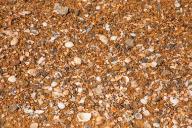 Sri Lanka 'daki güzel Ocher plajı. Parlak turuncu kumlu Hint Okyanusu kıyısı. Geleneksel sıradan yerel. Sörf çizgisi üzerinde kabuk parçaları