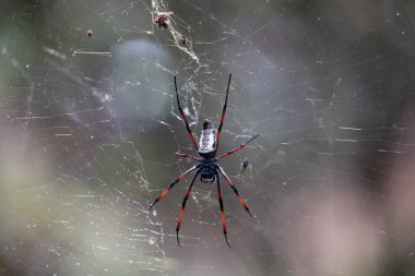 İpek Orb-Weaver (Trichonephila Nephila inaurata madagascariensis). Ranomafana Ulusal Parkı, Madagaskar vahşi yaşam hayvanı. Ağının üzerinde 3 cm uzunluğunda dev bir örümcek oturuyor. Kapat, seçici odak