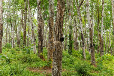 Sri Lanka 'daki Büyüleyici Kauçuk Ağacı Korusu. Sıra sıra kauçuk ağaçlar mesafeye kadar uzanıyor ve nefes kesici doğal manzarayı ortaya çıkarıyor. Beyaz ahşap gövdeler yemyeşil çimlere karşı kontrasttır