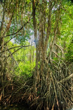 Mangrove habitatı su yüzeyinin üstünde ve altında manzarayı ikiye böldü. Sri Lanka 'da kökleri ve balık sürüsü olan yeşillikler.