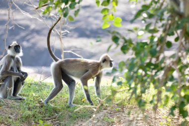 Yala Ulusal Parkı 'nda, Sri Lanka' da oturan küçük bir grup siyah suratlı gri Langur maymunu. Güzel, açık gri maymunlu bir aile.