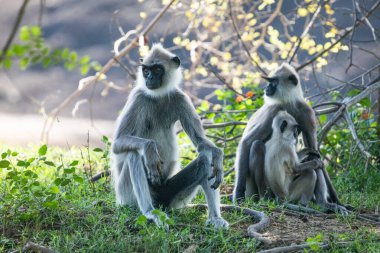 Yala Ulusal Parkı 'nda, Sri Lanka' da oturan küçük bir grup siyah suratlı gri Langur maymunu. Güzel, açık gri maymunlu bir aile.