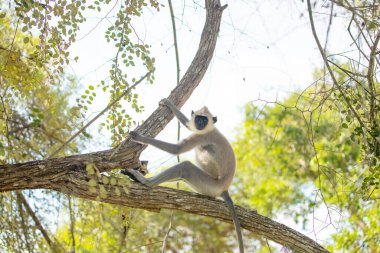 Yala Ulusal Parkı, Sri Lanka 'da siyah yüzlü gri langur maymunu