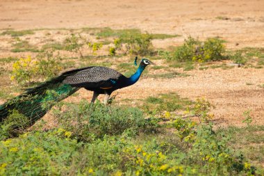 Erkek tavus kuşları en güzel kuşlardan biri olan tavus kuşlarına mı gönderiliyor? Bir tavus kuşu çimlerin üzerinde yürüyor. Uzun, gösterişli kuyruğu ve tüyleri olan büyük, güzel bir kuş. Doğal yaşam alanında.