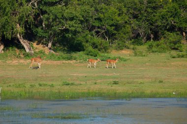 Sika ya da benekli geyik sürüsü Sri Lanka 'da. Vahşi yaşam ve hayvan fotografı. Bir kızıl sika geyik sürüsü yeşil bir çayırda otlar. Doğal ortamdaki bir ormanın arka planına karşı.