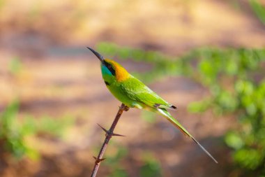 Mavi yanaklı arı yiyici (Merops persicus) arı yiyici ailesi, Meropidae. Yala, Sri Lanka 'daki doğal ortamında küçük, güzel, parlak bir kuş bir dala oturur.