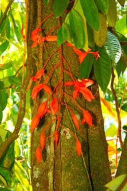 Amherstia nobilis (Noble Amherstia) çiçeği, verimli ön plan bitkilerine sahip, mükemmel odaklanmış canlı bir odak noktası. Yeşil doğal arka planda parlak kırmızı, uzun ince çiçek