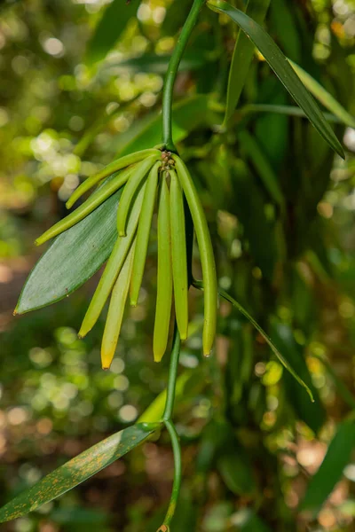 stock image Vanilla plant green pods on plantation, ripe and ready to harvest, blurred background . light green succulent pods of inflorescence grow on a liana
