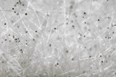 Işık soyutlaması, pastel sarı-pembe arka planda birkaç koyu nokta. makro fotoğraf. Bir mikroskop altında küf süper makro fotoğraf