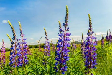 Yaz güneşli bir günde yeşil çimlerin üzerinde çiçek açan luplar. canlı renk doğa arkaplanı