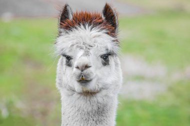 Çiftlikte mavi gözlü şirin Alpaca. Güney Amerika Camelid 'inin güzel ve komik hayvanları (Vicugna pacos).