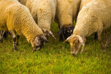 Büyük safkan koyun sürüsü çayırda otluyor.