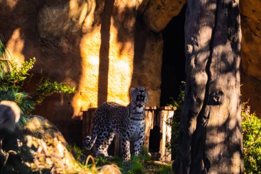 Pers leoparı (Panthera pardus saxicolor) Avrupa hayvanat bahçesinde iyi koşullarda. Geniş kaplama ve bol yeşillik.