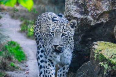 Pers leoparı (Panthera pardus saxicolor) Avrupa hayvanat bahçesinde iyi koşullarda. Geniş kaplama ve bol yeşillik.
