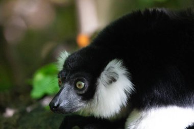 Siyah beyaz yakalı Lemur şirin bir hayvan. Canlı bir doğa geçmişi var. Berlin Hayvanat Bahçesi 'nde nadir görülen bir koruma ve bakım konsepti