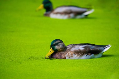 Mallard (Anas platyrhynchos) erkek ördek suda. Tamamen yeşil, taze ördek otuyla kaplı. Parlak doğal arka planda çeşitlendirilmiş kuş