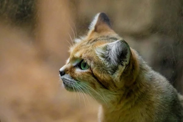 猫科动物 岩石中的成年人 小巧可爱的黄红猫的肖像 长着大耳朵和绿猫的眼睛 保护欧洲动物园的野生动物免遭灭绝 图库照片