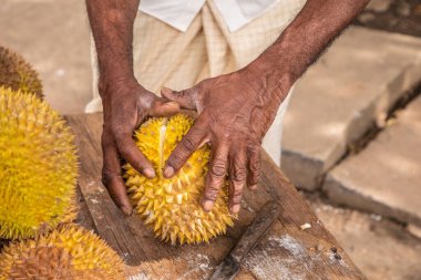 Olgun sarı durian meyveleri ahşap tezgahın üzerinde katlanmış satılıktır. Sri Lanka 'nın geleneksel meyveleri. Erkek elleri olgun durian meyvesini ikiye bölüyor.