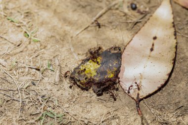 Marangoz karıncalar (Camponotus gibber) dünyanın birçok ormanlık bölgesine özgü büyük bir endemik karınca türü. Madagaskar 'a özgü türler. Büyük Madagaskar karıncaları muz kabukları yer.