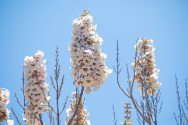 Paulonia İmparatorluğu 'nun (Paulownia tomentosa) beyaz pembe tomentosa çiçekleri mavi gökyüzü güneşli gününe karşı hassas paulonia çiçeklerini büyütür. Seçici odaklanma. Beyaz çiçek arka planı. Madagaskar