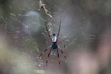 İpek Orb-Weaver (Trichonephila Nephila inaurata madagascariensis). Ranomafana Ulusal Parkı, Madagaskar vahşi yaşam hayvanı. Ağının üzerinde 3 cm uzunluğunda dev bir örümcek oturuyor. Kapat, seçici odak