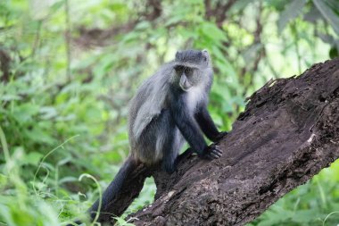 Mavi Sykes maymunu (Cercopithecus mitis) dala yakın çekimde. Güney Afrika safari ve vahşi hayvan izleme konsepti ile seyahat eder. Maniara Tanzanya rezervi. Doğal yeşil arkaplan