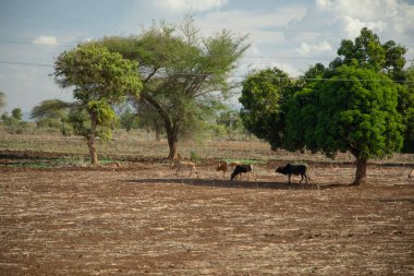 Tipik Afrika manzarası, çiftlik hayvanları, bir sürü yeşil ağaç ve elektrik direkleriyle. Kilimanjaro Dağı yamacında.