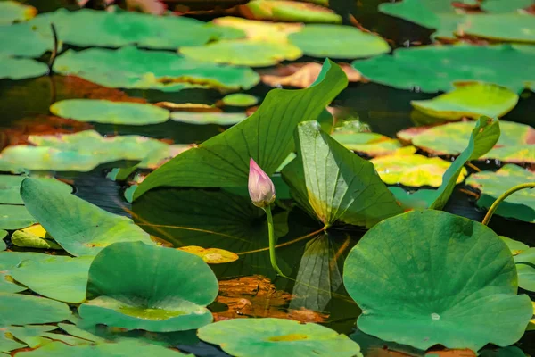 Sri Lanka 'daki bir gölette büyük yuvarlak yeşil yapraklar arasında narin pembe bir nilüfer tomurcuğu yetişir.