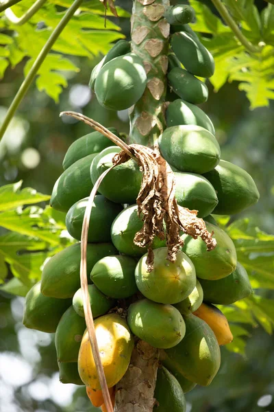 papaya fruit on papaya tree in farm. many ripening green fruits at the top of the tree around the trunk