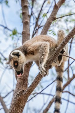 Halka kuyruklu lemur, Lemur catta büyük strepsirrhine primatı ve uzun siyah beyaz halkalı lemurdan dolayı en çok tanınan lemurdur. Bütün lemurlar gibi Madagaskar 'a özgü bir ada. Sevimli küçük hayvan