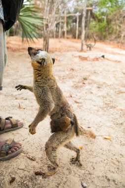 Turuncu gözlü şirin kahverengi lemur (Eulemur fulvus). Doğal yaşam alanındaki ağaç gövdesinde nesli tükenmekte olan bir hayvan, Yedek Kimony. Egzotik Madagaskar vahşi yaşam hayvanı.