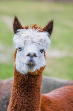 Çiftlikte mavi gözlü şirin Alpaca. Güney Amerika Camelid 'inin güzel ve komik hayvanları (Vicugna pacos).