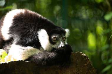 Siyah beyaz yakalı Lemur şirin bir hayvan. Canlı bir doğa geçmişi var. Berlin Hayvanat Bahçesi 'nde nadir görülen bir koruma ve bakım konsepti